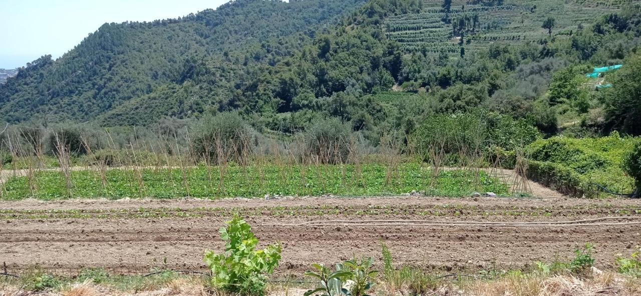 Agriturismo Vecchio Frantoio Villatella ภายนอก รูปภาพ